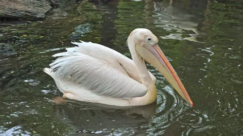 White pelican in the pool Stock Footage 141501449