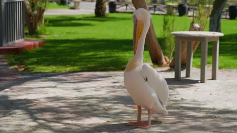 White pelican preening feathers in sunny park courtyard Stock Footage 345700607