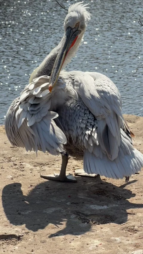 White pelican preens feathers near water 動画素材 335647341