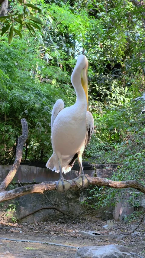White pelican sitting on a tree over the water. Stock Footage 301386491