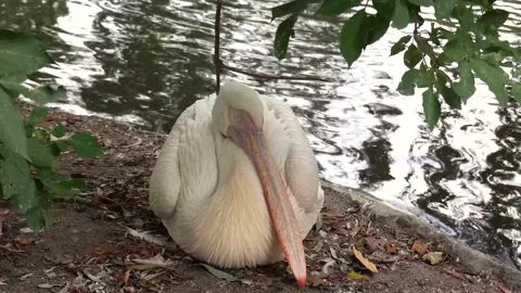 White pelican sleeping Stock Footage