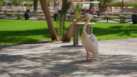 White pelican stands, looking sideways in park Stock Footage 345700723