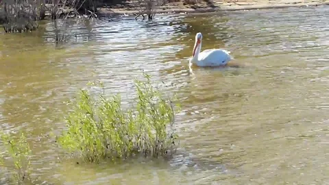White Pelican Swimming Near Shore Stock Footage