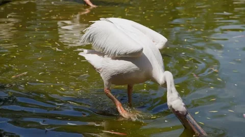 White pelican wading, foraging in shallow pond water Stock Footage 345701194