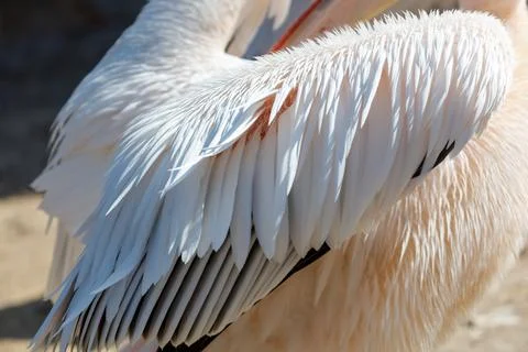 White pelican wing close-up Stock Photos