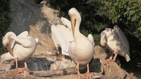 White pelicans, beautiful view Stock Footage 79472684