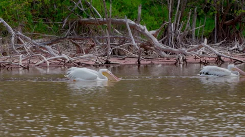 WHITE PELICANS FEDING WHILE SWIMMING Stock Footage 250304000