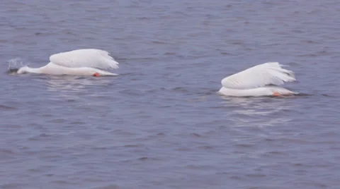 White Pelicans feeding Stock Footage 37351518