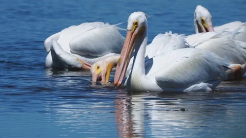 White Pelican's Feeding Stock Footage 107827751