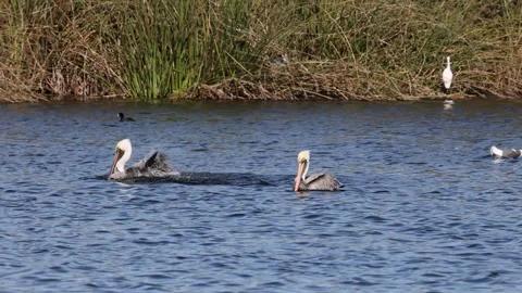 White Pelicans feeding Stock Footage 255348251