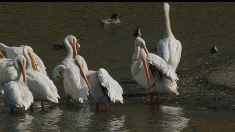 White pelicans flock, cu, preening on lake sand bar, 4k Video stock 256244784