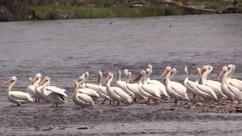 White pelicans in Flock Snake River Idaho Stock Footage 85705639