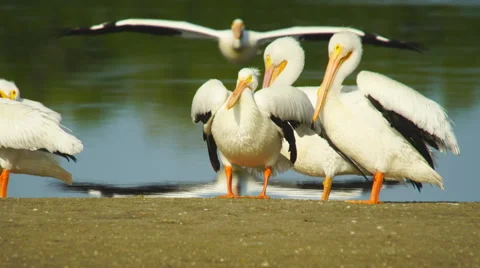 White Pelicans on Florida beach Stock Footage 61541142