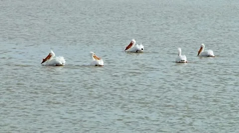 White pelicans Stock Footage 11408995