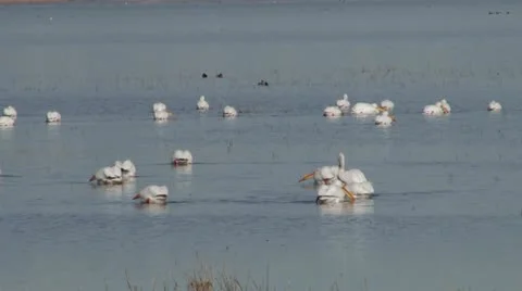 White Pelicans Stock Footage 21615137