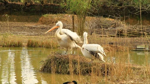 White Pelicans Vídeos de archivo 36126733
