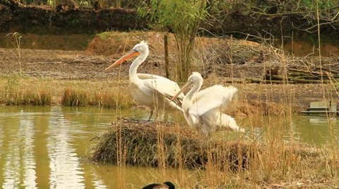 White Pelicans Stock Footage 36126900