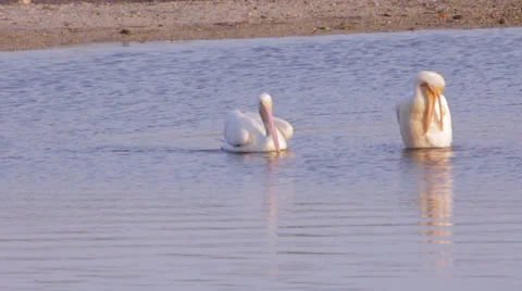 White Pelicans Stock Footage 37351172