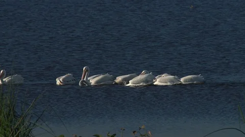 White Pelicans Stock Footage 102548432