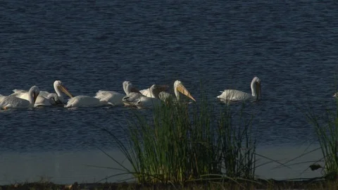 White pelicans Stock Footage 102560573