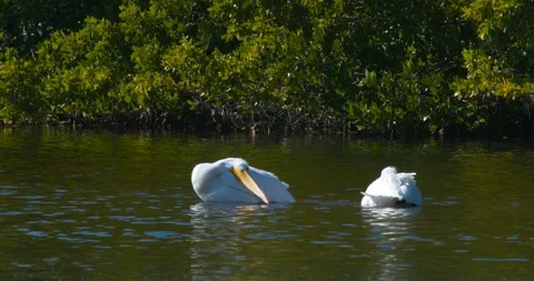 White Pelicans Stock Footage 102560886