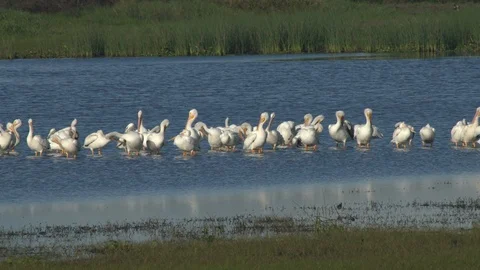 White Pelicans Stock Footage 102561887