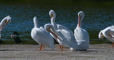 White Pelicans Stock Footage 102566342