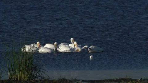 White pelicans 스톡 동영상 102568693