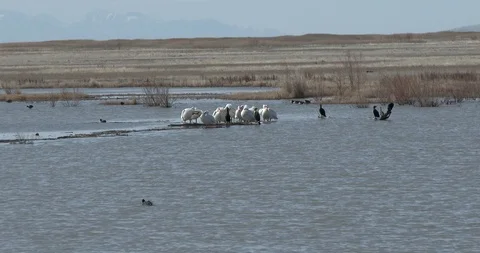 White pelicans Stock Footage 105310395