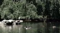 White Pelicans Group Grey Heron Bird Flying St James Royal Park London Sunny Day HD Footage