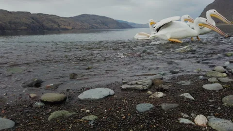 White pelicans low angle, scooping fish into bill, 4k Stock Footage 252681417
