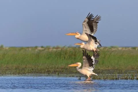 White pelicans (pelecanus onocrotalus) Stock Photos