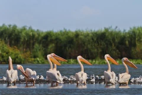 White pelicans Stock Photos