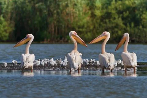 White pelicans Stock Photos