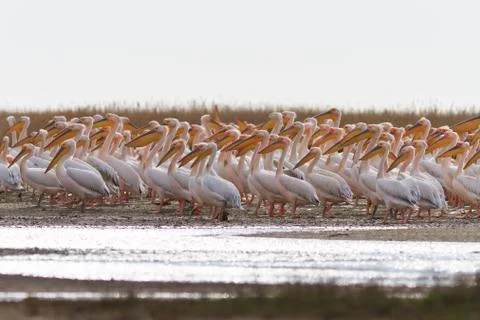 White pelicans Stock Photos