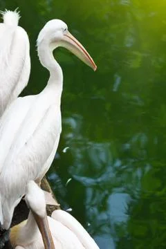 White pelicans Stock Photos