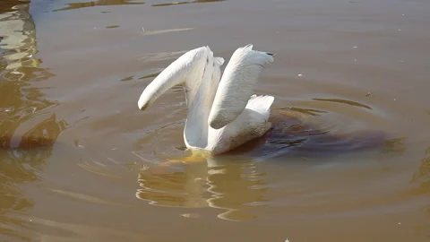 White pelicans in the pond Stock Footage 282818871