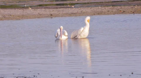 White Pelicans preening Stock Footage 37335720
