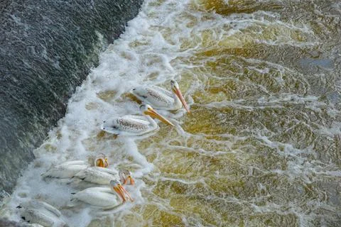 White Pelicans Resting Below Waterfall Stock Photos