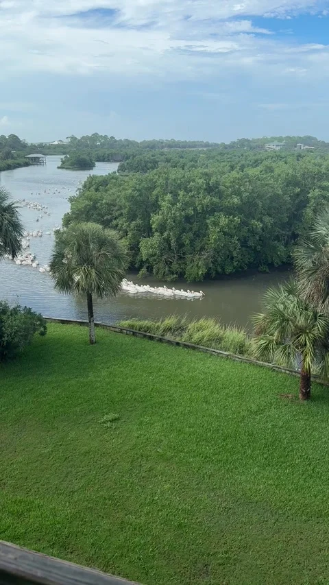 White Pelicans Return to Cedar Key After Hurricane, Cedar Key, Florida, USA - 10 Vidéo 347827158