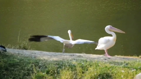 White Pelicans On The River Side Stock-Footage 73851705