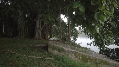 White pelicans sitting under a Banyan Tree in green grass water Stock Footage 257988050