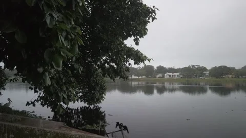 White pelicans sitting under a tree in green grass with water in background Stock Footage 257989014