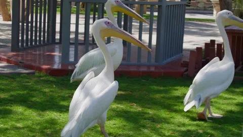 White pelicans standing on grass in shaded park enclosure Stock Footage 345700604