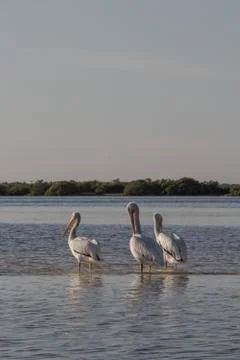 White pelicans sunbathing in the river. Stock Photos