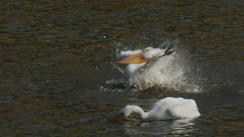 White pelicans, two, bathing and preening, splashing in lake, slomo 4k Stock Footage 256244695
