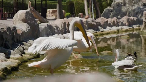White pelicans wading, diving, feeding in shallow pond habitat Stock Footage 345700878