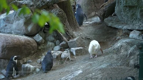 White Penguin extremely rare! Stock Footage 123260446