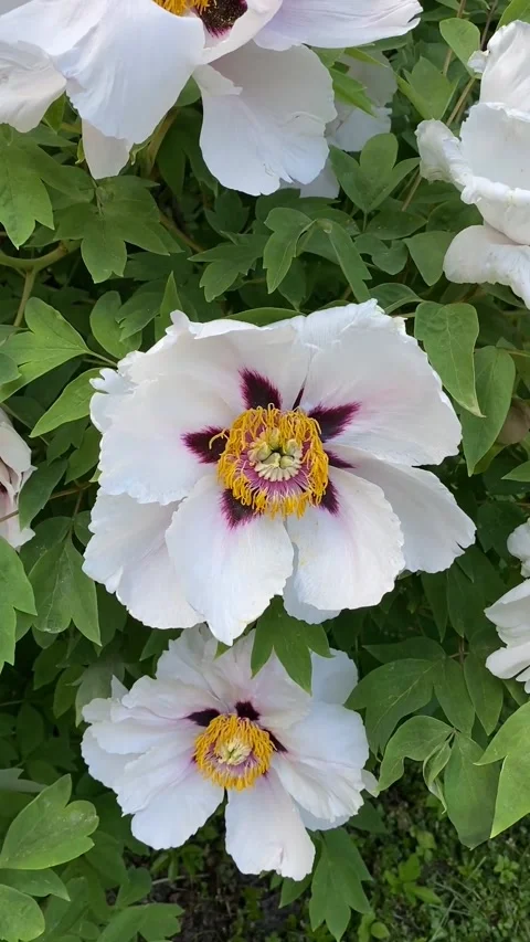 White peonies in bloom with lush green leaves, suitable for floral background Stock Footage 311820290