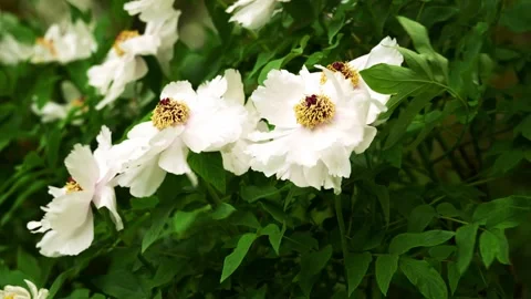 White Peonies blown by the wind Vidéo 332600075